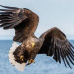 The Giant Eagle
