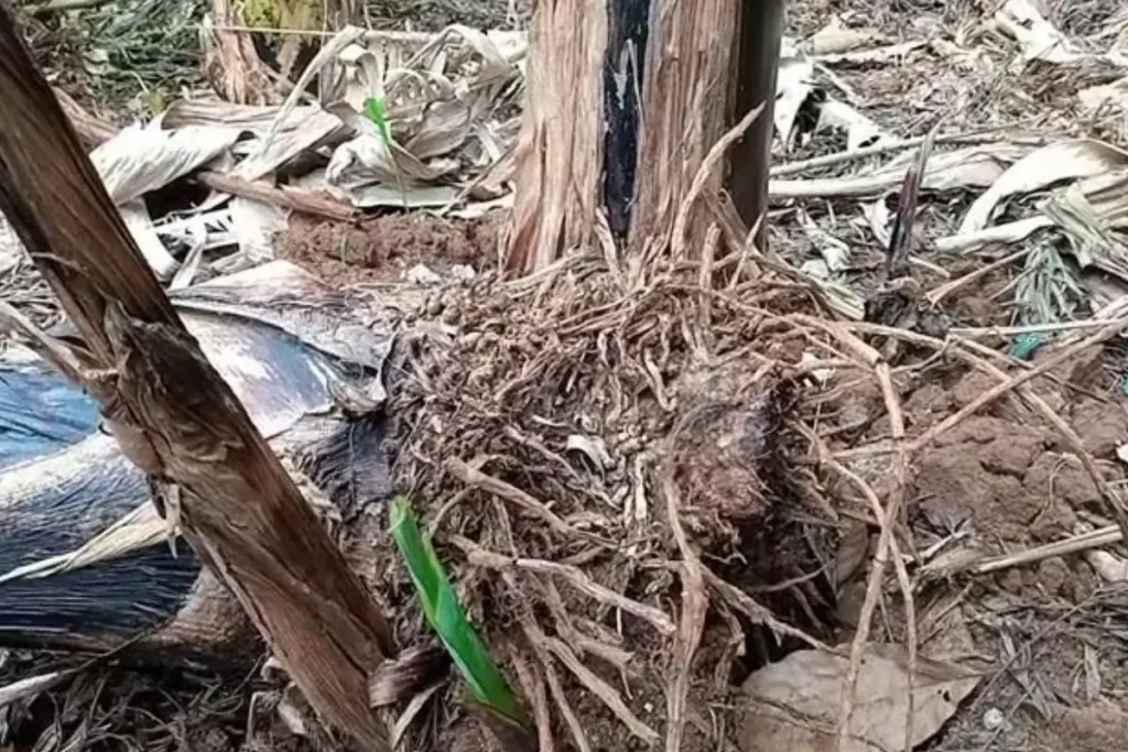Mizizi ya Migomba Tiba Asilia kwa Kuimarisha Nguvu za Kiume